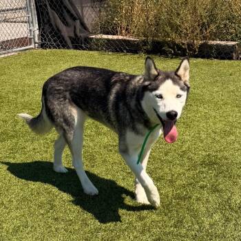 Freya -  Siberian Husky Dog for Adoption in Idaho Falls, Idaho - Freya | PetCurious