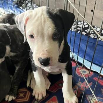 Comet -  Terrier and Mixed Breed Dog for Adoption in Elk Grove Village, Illinois - Comet | PetCurious