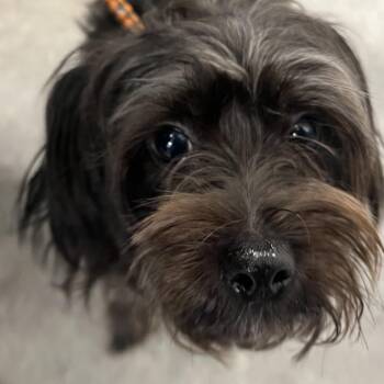 Latte -  Mixed Breed Dog for Adoption in Philadelphia, Pennsylvania - Latte | PetCurious