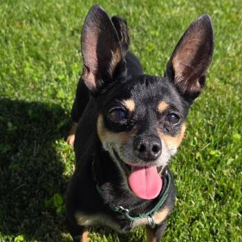 Sasha -  Chihuahua Dog for Adoption in Tonasket, Washington - Sasha | PetCurious