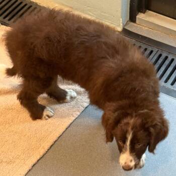 Brownie Batter 5806 -  Australian Shepherd and Poodle Dog for Adoption in Loxahatchee Groves, Florida - Brownie Batter 5806 | PetCurious