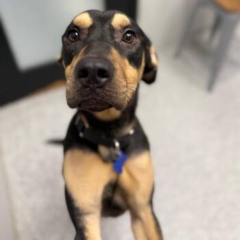 Rottweiler and Mixed Breed Dogs Available for Adoption in Monticello, Iowa - King | PetCurious