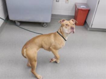 PINK -  Boxer and Mixed Breed Dog for Adoption in Omaha, Nebraska - PINK | PetCurious