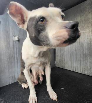 DEMYA -  American Staffordshire Terrier Dog for Adoption in San Antonio, Texas - DEMYA | PetCurious