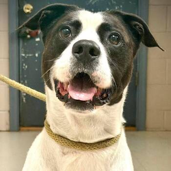 Lincoln -  American Bulldog Dog for Adoption in Washington, District Of Columbia - Lincoln | PetCurious