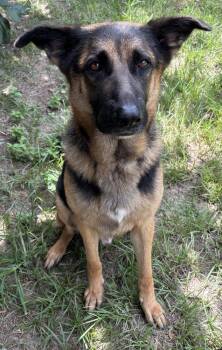 Corporal -  German Shepherd Dog Dog for Adoption in Brookshire, Texas - Corporal | PetCurious