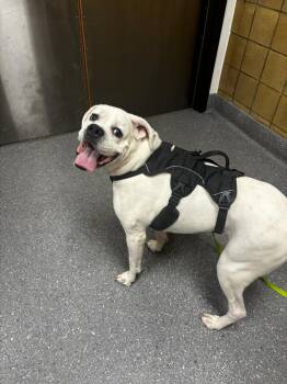 Boxer Dogs Available for Adoption in Greenfield, Indiana - Alfa | PetCurious