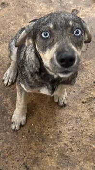 Beagle and Husky Dogs Available for Adoption - Azul | PetCurious