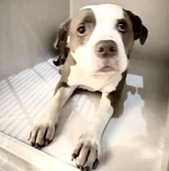 A661092 -  Pit Bull Terrier Dog for Adoption in Houston, Texas - A661092 | PetCurious