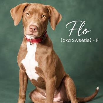 FLO -  Redbone Coonhound Dog for Adoption in Cranston, Rhode Island - FLO | PetCurious