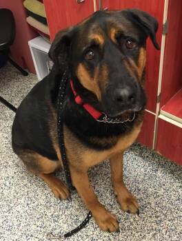 Bear -  Rottweiler and German Shepherd Dog Dog for Adoption in Golden, Colorado - Bear | PetCurious