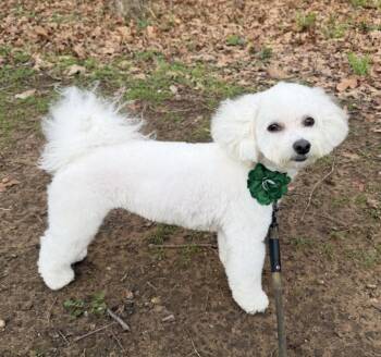 Maltese and Poodle Dogs Available for Adoption in Mckinney, Texas - Frosty | PetCurious