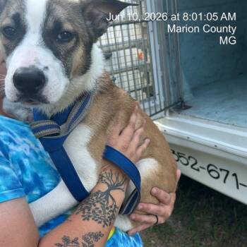 A383806 -  German Shepherd Dog and Mixed Breed Dog for Adoption in Ocala, Florida - A383806 | PetCurious