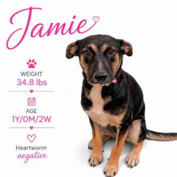 Jamie -  Mixed Breed Dog for Adoption in Memphis, Tennessee - Jamie | PetCurious