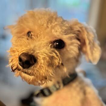 Maltese Dogs Available for Adoption in Little Rock, Arkansas - Mateo | PetCurious