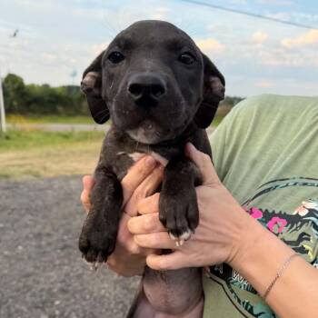 Cirro -  Mixed Breed Dog Available for Adoption in Buffalo, Minnesota - Cirro | PetCurious