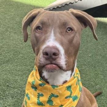 Chocolate Labrador Retriever and Pit Bull Terrier Dogs Available for Adoption in The Colony, Texas - Bucee | PetCurious