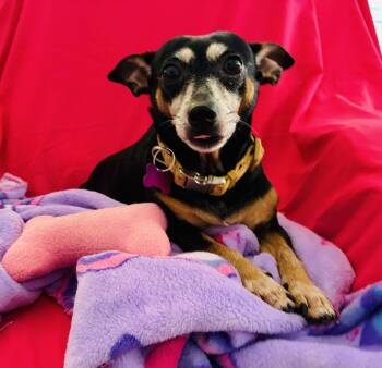 Miss Etta James -  Chihuahua and Rat Terrier Dog for Adoption in Milton, Georgia - Miss Etta James | PetCurious