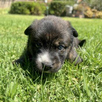 Trouble -  Mixed Breed Dog for Adoption in San Diego, California - Trouble | PetCurious