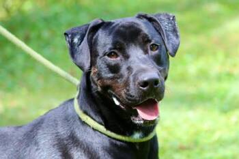 SHARKY -  Mixed Breed Dog for Adoption in Brazil, Indiana - SHARKY | PetCurious