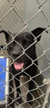Rescue Labrador Retriever and Mixed Breed Dogs for Adoption in Saint Clairsville, Ohio - Cornelia | PetCurious