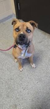 Rescue Mixed Breed Dogs for Adoption in Reidsville, North Carolina - Lexie | PetCurious