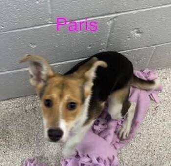 Paris -  Labrador Retriever and Hound Dog Available for Adoption in Lake Havasu City, Arizona - Paris | PetCurious
