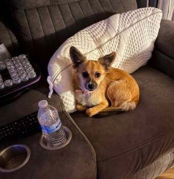 Cinnamon -  Chihuahua Dog for Adoption in Matthews, North Carolina - Cinnamon | PetCurious