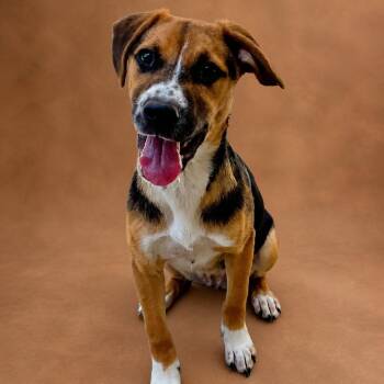 Hound Dogs Available for Adoption in Heber Springs, Arkansas - Charlie | PetCurious