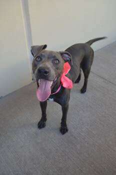 Bloop -  Pit Bull Terrier Dog for Adoption in Mckinney, Texas - Bloop | PetCurious