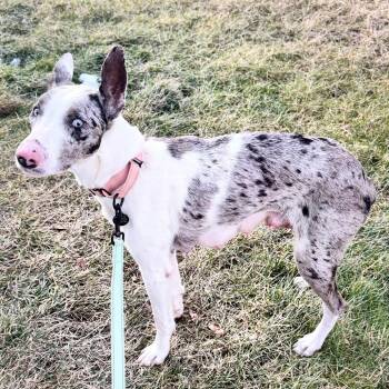 Mixed Breed Dogs Available for Adoption - Lavender Blue | PetCurious