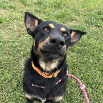 German Shepherd Dog Dogs Available for Adoption - Taffy | PetCurious