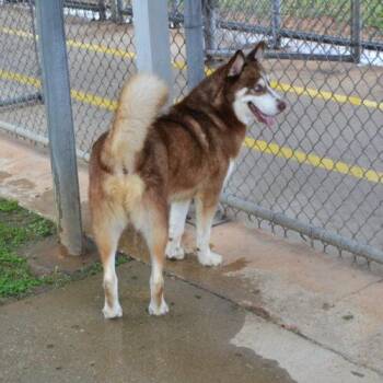 Ouso -  Siberian Husky Dog for Adoption in Jackson, Louisiana - Ouso | PetCurious