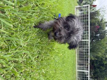 Heiress -  Shih Poo Dog for Adoption in Louise, Texas - Heiress | PetCurious