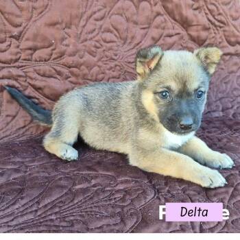 Australian Cattle Dog Blue Heeler Dogs Available for Adoption - Delta (Darcy
