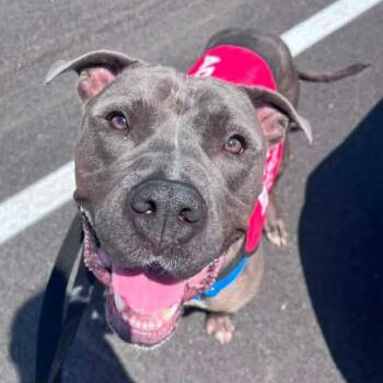 Bennito -  Pit Bull Terrier Dog for Adoption in Mooresville, Indiana - Bennito | PetCurious