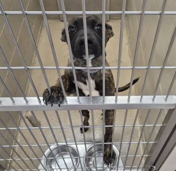 Rescue Pit Bull Terrier and Mixed Breed Dogs for Adoption in Decatur, Illinois - COUSIN ITT | PetCurious