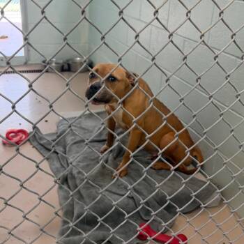 S64121 -  Pit Bull Terrier Dog for Adoption in Newark, New Jersey - S64121 | PetCurious