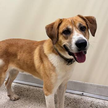 Jimmy Steve -  Mixed Breed Dog for Adoption in Nashville, Indiana - Jimmy Steve | PetCurious