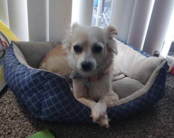 Princess -  Chihuahua Dog for Adoption in Rollingwood, Texas - Princess | PetCurious