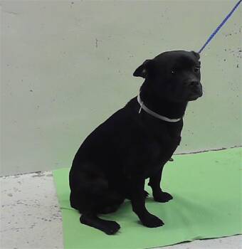 REX -  Pug and Mixed Breed Dog for Adoption in Houston, Texas - REX | PetCurious
