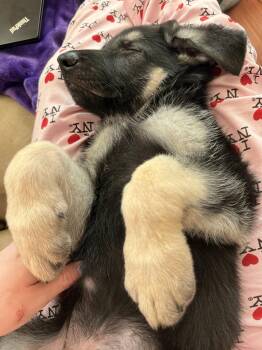 German Shepherd Dog Dogs Available for Adoption in Centreville, Virginia - Lincoln 7321 | PetCurious