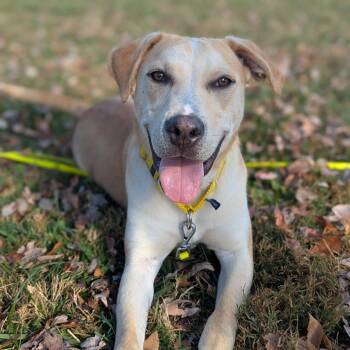 Rescue Mixed Breed Dogs for Adoption in Hendersonville, North Carolina - Duke | PetCurious