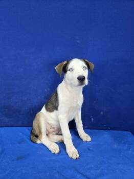 Rescue Mixed Breed Dogs for Adoption in Ruston, Louisiana - Ostrich | PetCurious