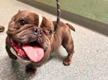 American Bully Dogs Available for Adoption in Novato, California - Toad | PetCurious