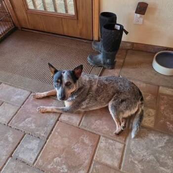 Precious -  Australian Cattle Dog Blue Heeler Dog for Adoption in Chino Valley, Arizona - Precious | PetCurious