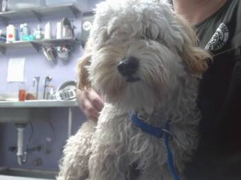 LUCKY -  Poodle and Shih Tzu Dog for Adoption in Albuquerque, New Mexico - LUCKY | PetCurious