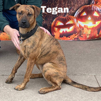 Rescue Mixed Breed Dogs for Adoption in Gladstone, Michigan - Tegan 250726 | PetCurious