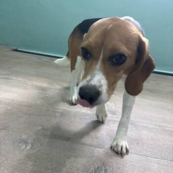 Danielle 1578 -  Beagle Dog for Adoption in Loxahatchee Groves, Florida - Danielle 1578 | PetCurious