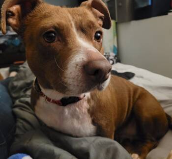 Dachshund Dogs Available for Adoption in Brooklyn Center, Minnesota - Lucita | PetCurious